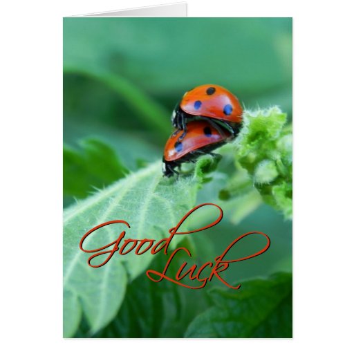 couples_de_coccinelle_carte_de_bonne_chance-rbff7c53eb7bf4859b0be506bb4de4528_xvuat_8byvr_512.jpg