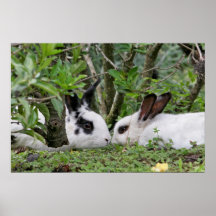 Couples de lapin affiche