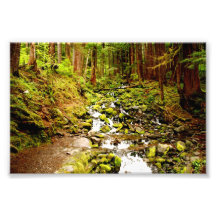 Courant de forêt photo d’art
