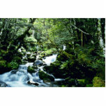Courant et forêt, parc national de lacs nelson, So Photo En Relief