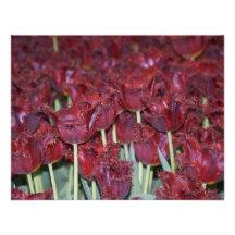 Courez par les tulipes invitations