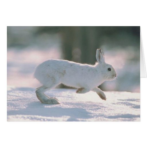 Courses blanches de lapin cartes de vœux