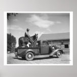 Cowboy avec le cheval dans un camion posters