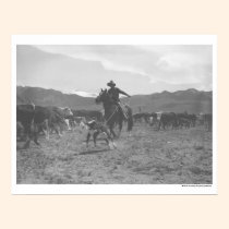 Cowboy roping un veau pour le marquage à chaud de  posters