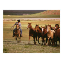 Cowboy vivant en troupe au ranch carte postale