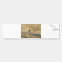 Coyote Adhésifs Pour Voiture