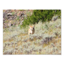 Coyote Photographie D’art