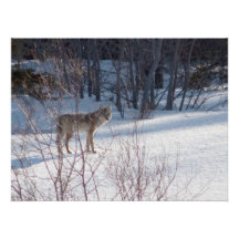 Coyote de ressort photographies