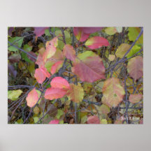 Crabapple 02 affiche