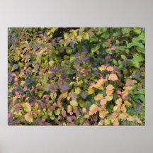 Crabapple 03 posters
