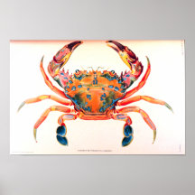 Crabe de natation d'arc-en-ciel posters