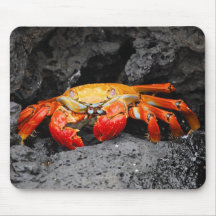 Crabe de roche rouge (grapsus de Grapsus) Tapis De Souris
