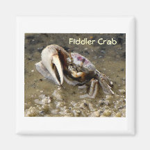 Crabe de violoneur masculin aimant pour réfrigérateur