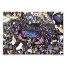 crabe enragé 5X7 pourpre Impression Photo