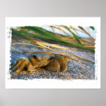 Crabe sur la dune de plage au coucher du soleil posters