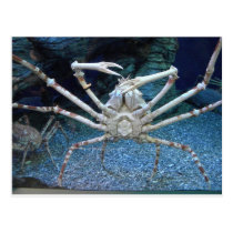 Crabes cartes postales