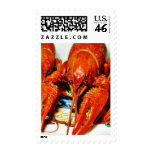 Crawdads Craytfish d'écrevisses