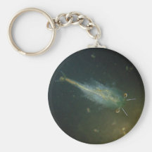 Crevette féerique porte-clef