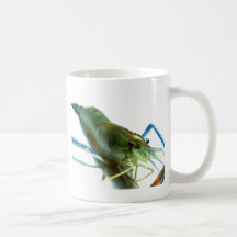 crevette tasse