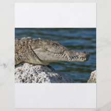 Crocodile américain prospectus