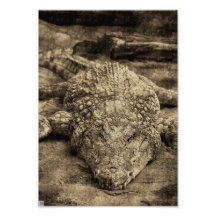 Crocodile Photographes