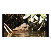 Crocodile San Blas Mexique de bébé Photocarte Personnalisée