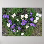 Crocus Posters