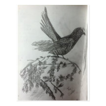 Croquis de Coockoo Cartes Postales