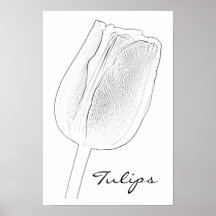 Croquis de tulipe affiche