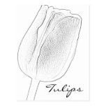 Croquis de tulipe cartes postales