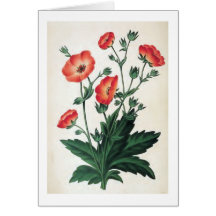 Cru "de Hopwoodiana de Potentilla" floral Carte De Vœux