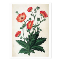 Cru "de Hopwoodiana de Potentilla" floral Cartes Postales