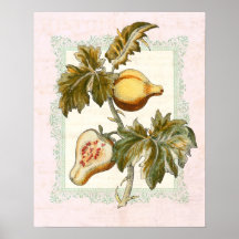Cuisine française Pepino de pays de poire vintage  Posters