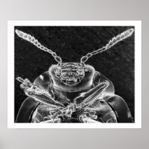 Curculionidea, scarabée de museau en chrome poster