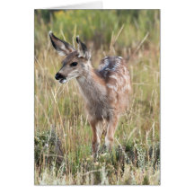 Curiosité de matin carte de vœux