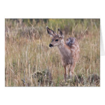 Curiosité jeune carte de vœux