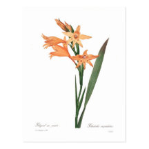 Cuspidatus de glaïeul cartes postales