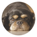 Autocollants Chiens