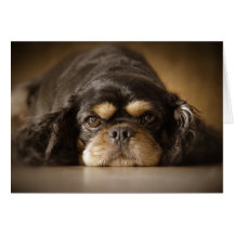 Cutie Cav ! Carte De Vœux