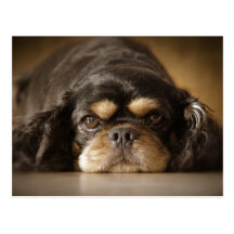 Cutie Cav ! Carte Postale