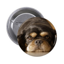 Cutie Cav ! Pin's