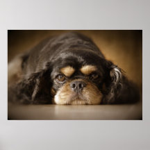 Cutie Cav ! Posters