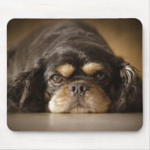 Cutie Cav ! Tapis De Souris