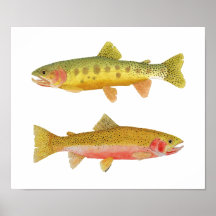 Cutthroat Trout Posters