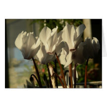 Cyclamens au soleil cartes de vœux