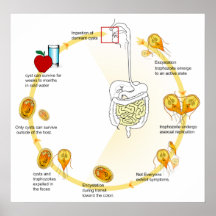 Cycle de vie du diagramme de Giardia-Lamblia de pa Posters