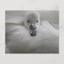 Cygne, belles plumes blanches, confort de beauté tract