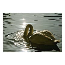 CYGNE BLANC DANS LA LUMIÈRE DE MATIN PHOTO D’ART
