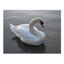 Cygne Carte Postale