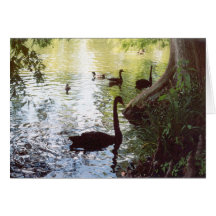 Cygne dans l'ombre carte de vœux
